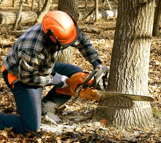 Tree Removal in Rampart, AK